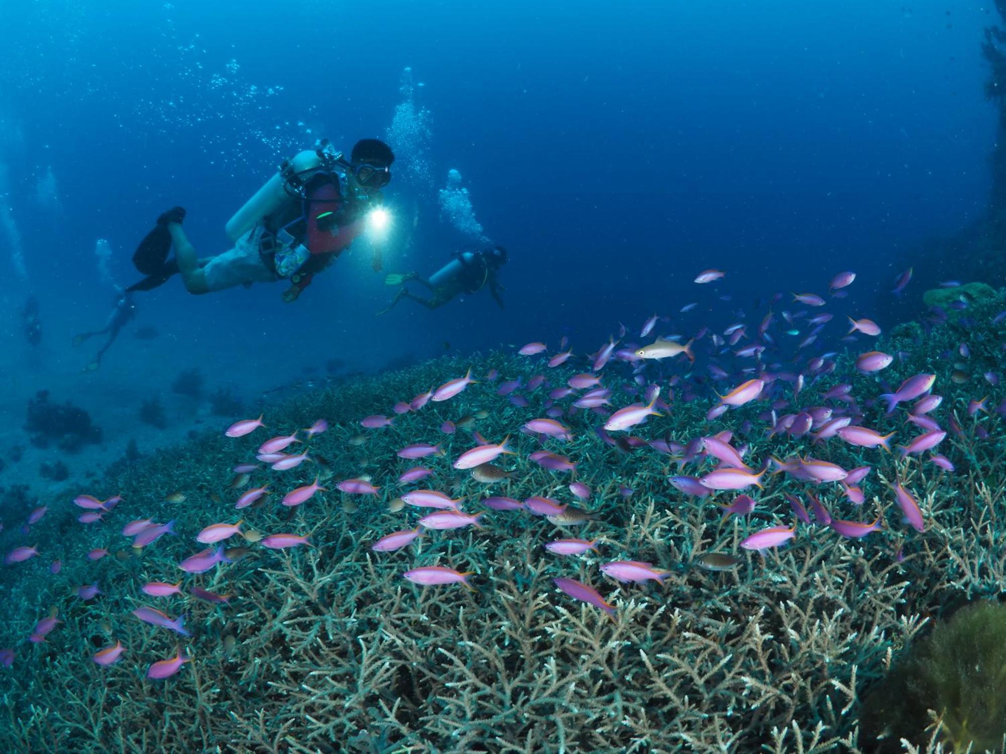 Liberty'S Lodge And Diving - Apo Island Dumaguete City Bagian luar foto
