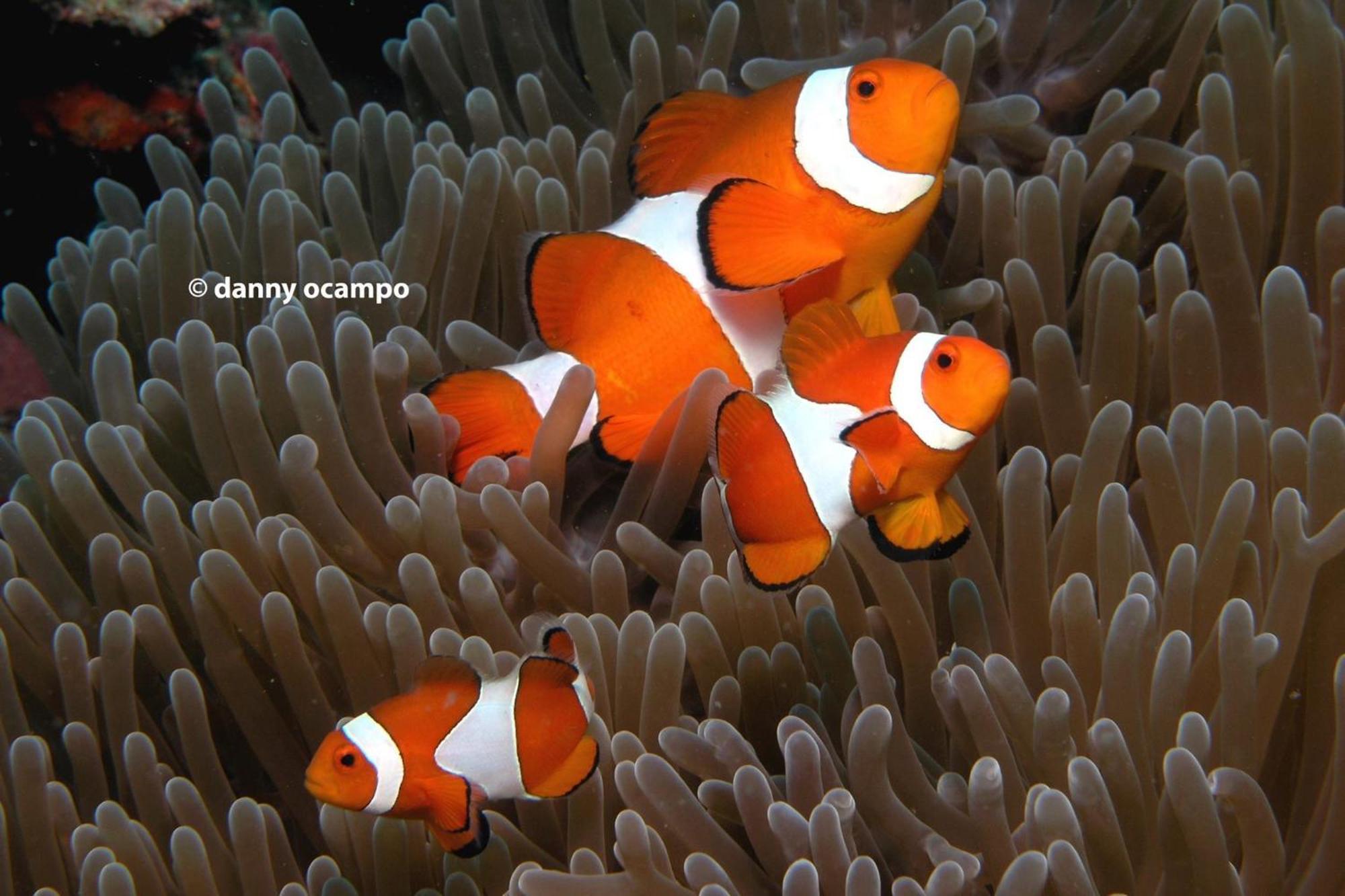 Liberty'S Lodge And Diving - Apo Island Dumaguete City Bagian luar foto